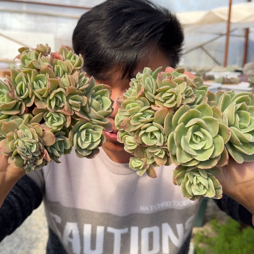 【闪购商品】星娜塔朵朵缀