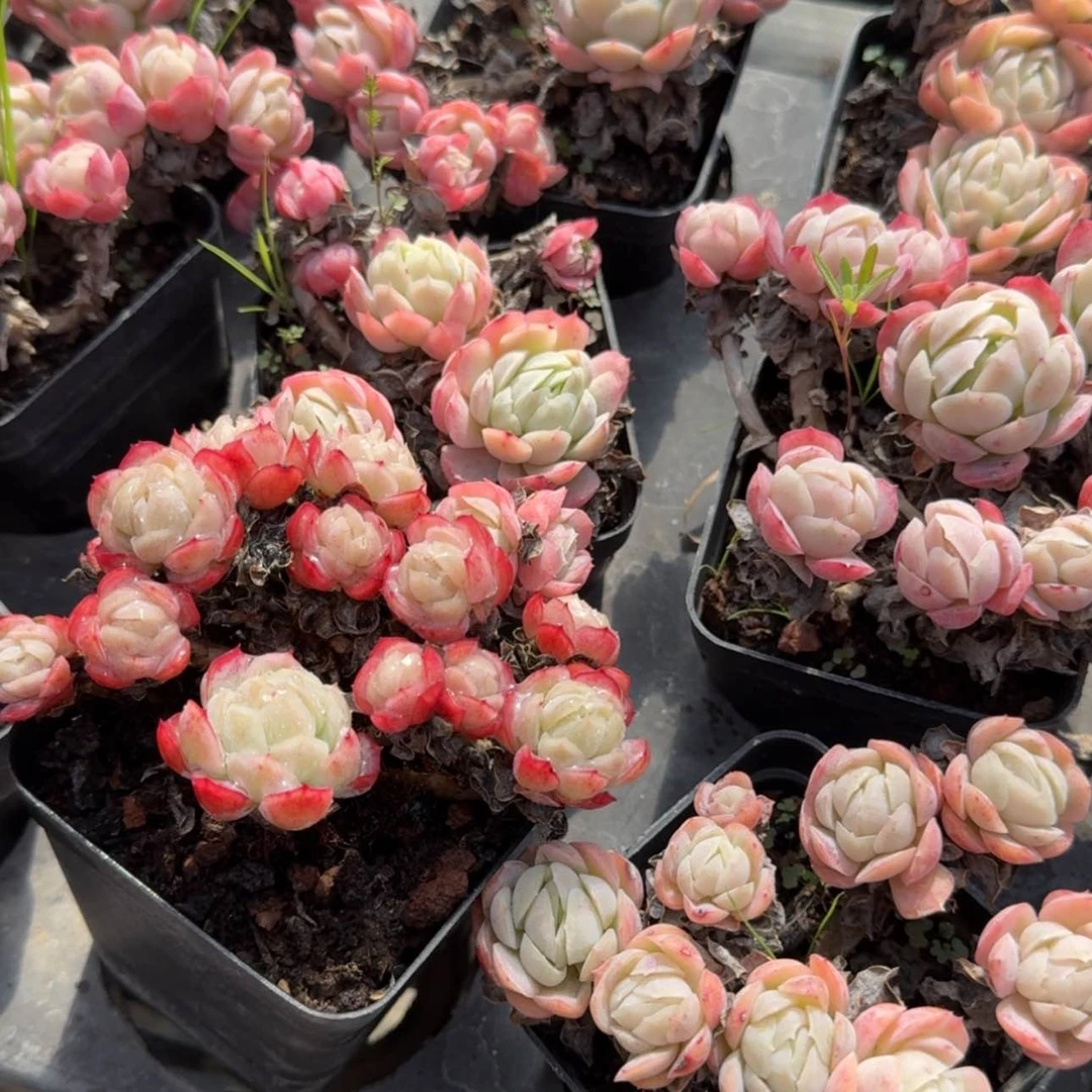 【闪购商品】9号草莓贝瑞