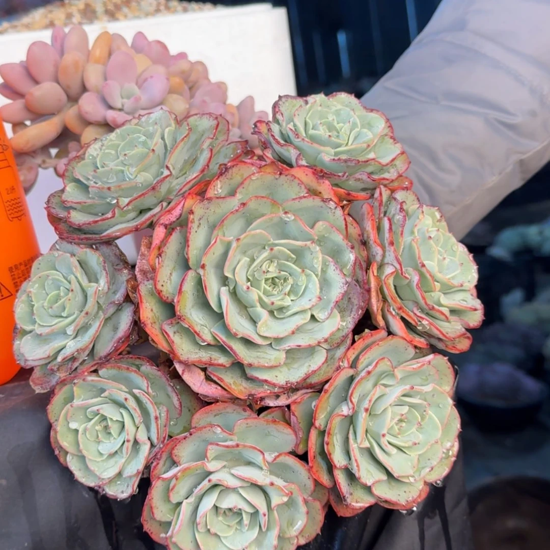 【闪购商品】奶油黄桃