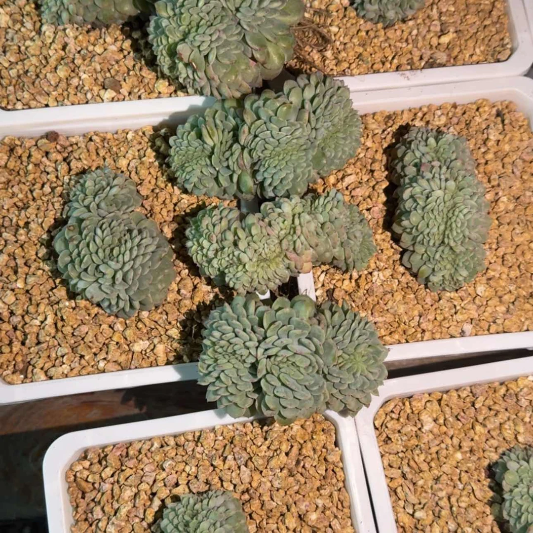 【闪购商品】白胖子缀化多肉