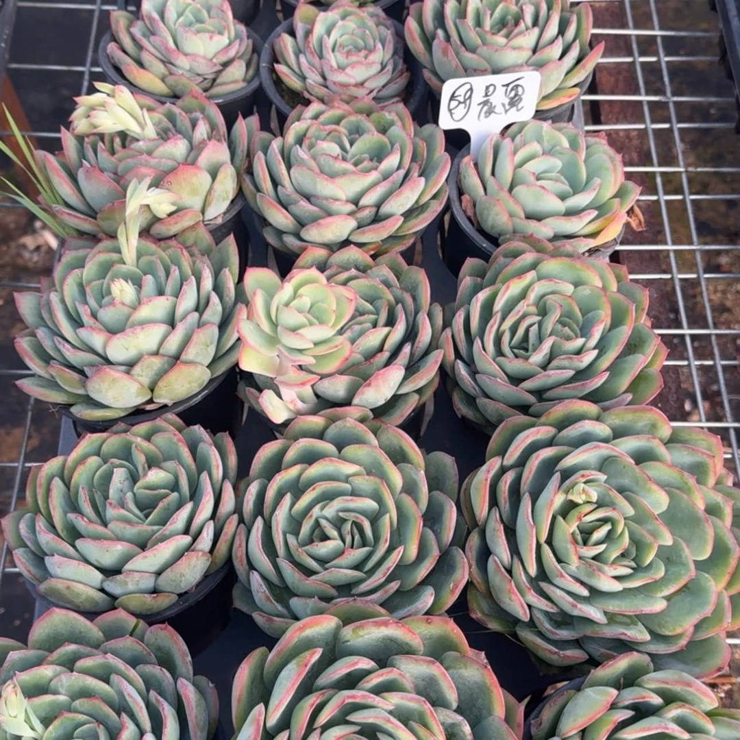 【闪购商品】59号晨露