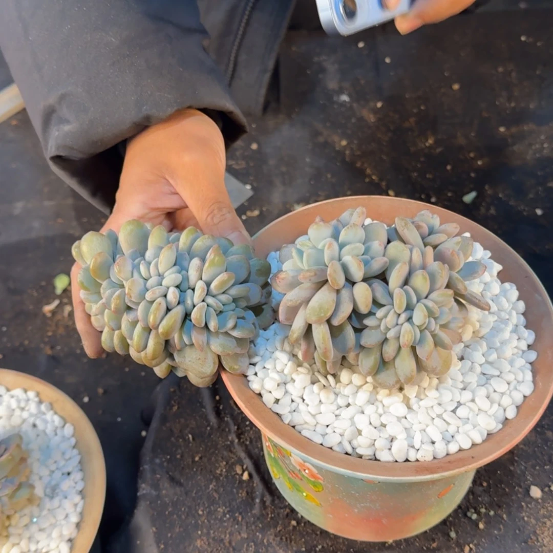 【闪购商品】粉兔缀化