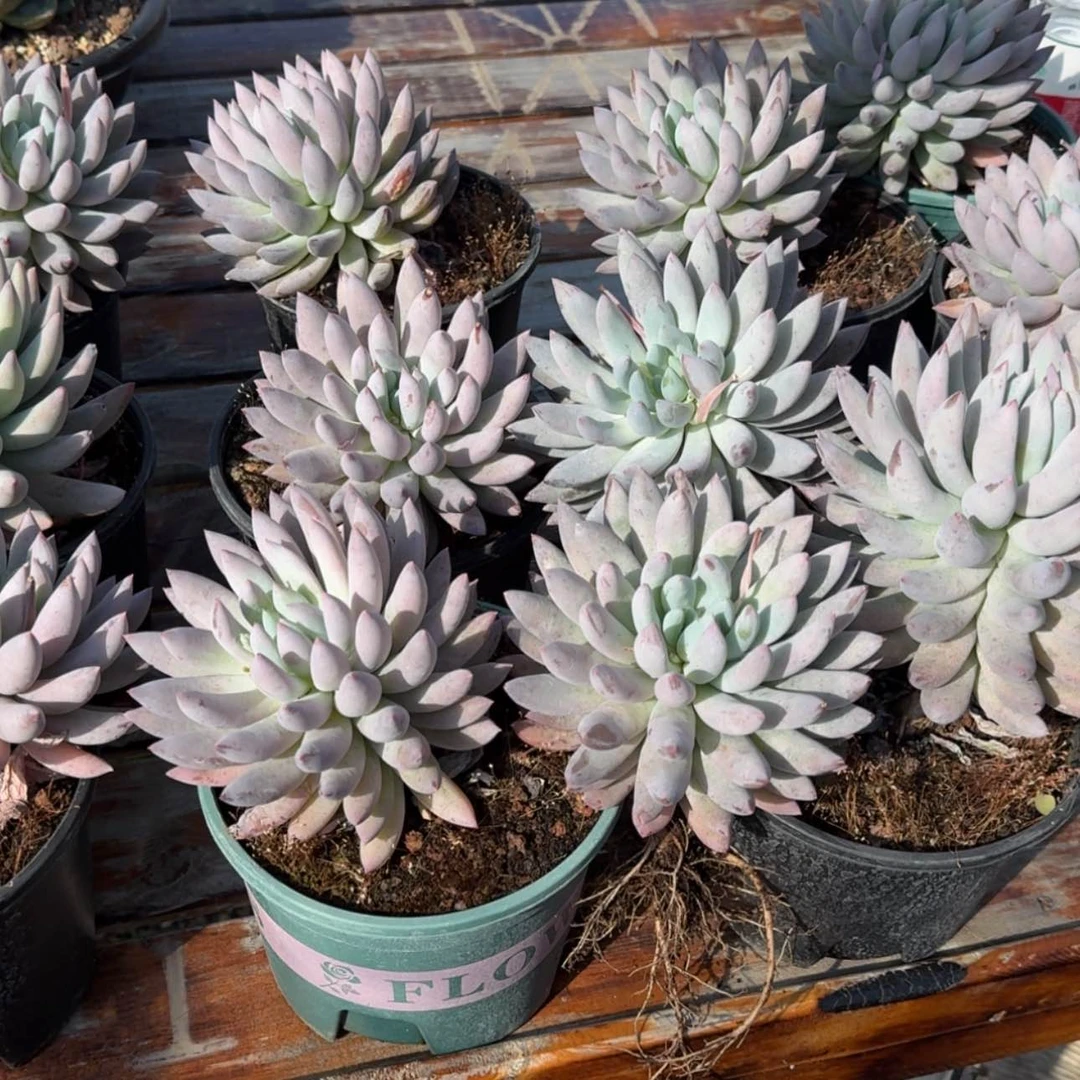 【闪购商品】所罗门