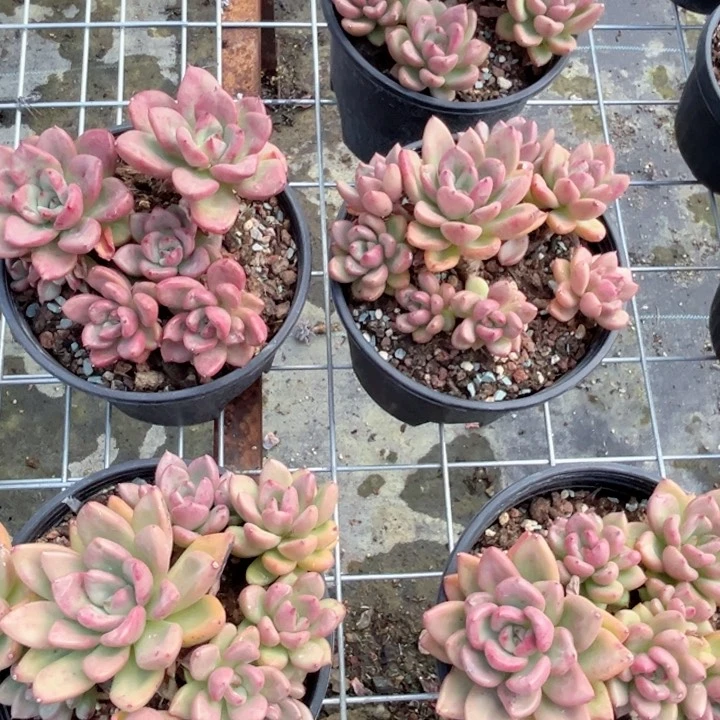 奶油鳄梨多肉植物