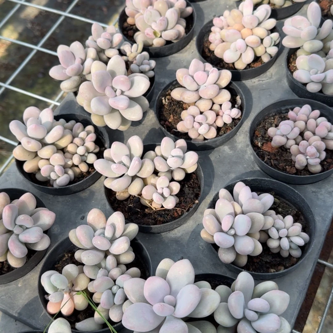 【闪购商品】35号桃蛋