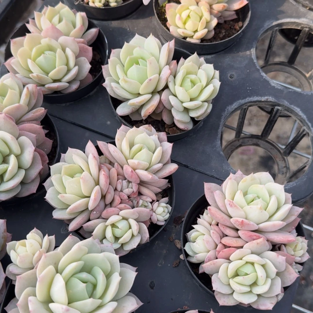 【闪购商品】112号恋曲