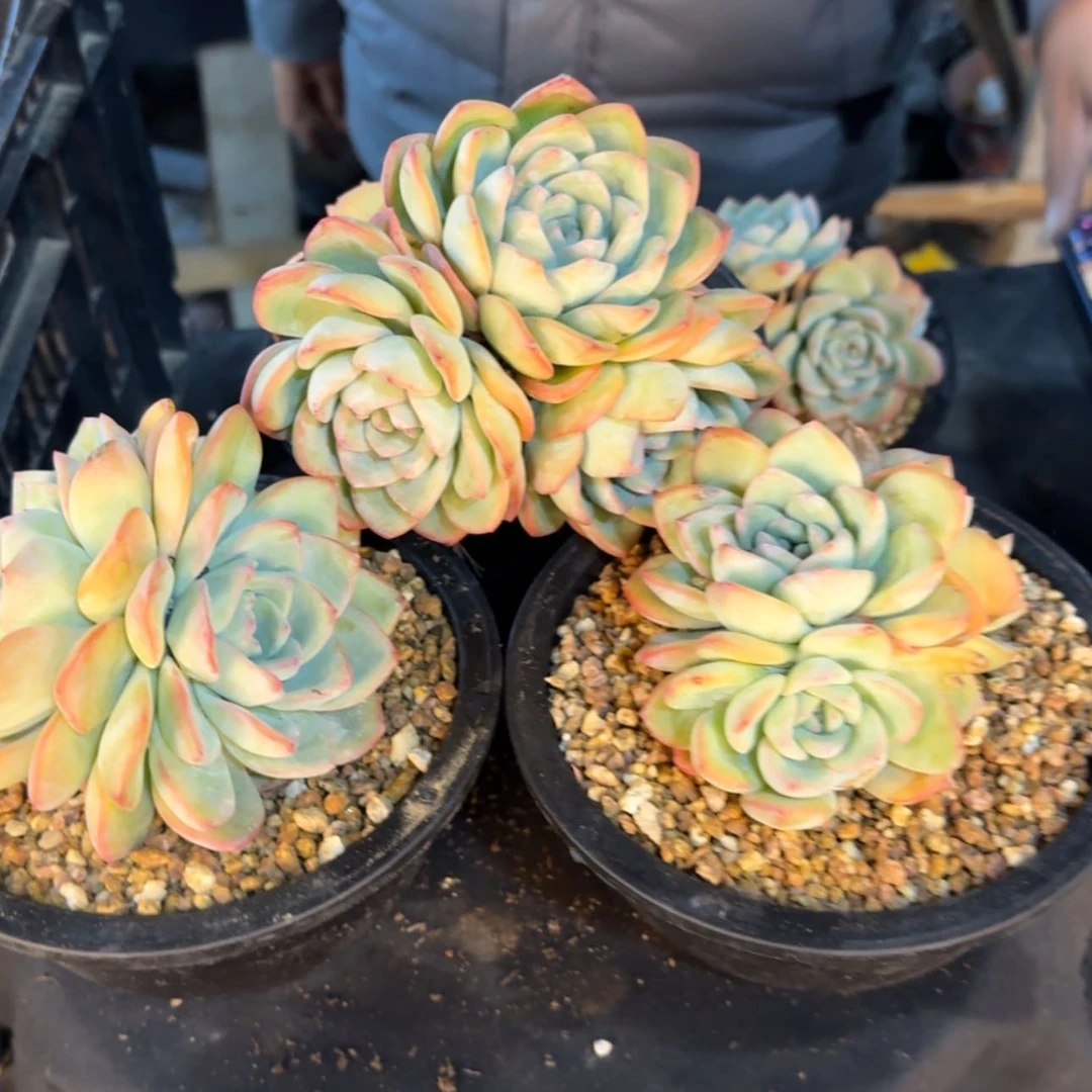 【闪购商品】泡芙群