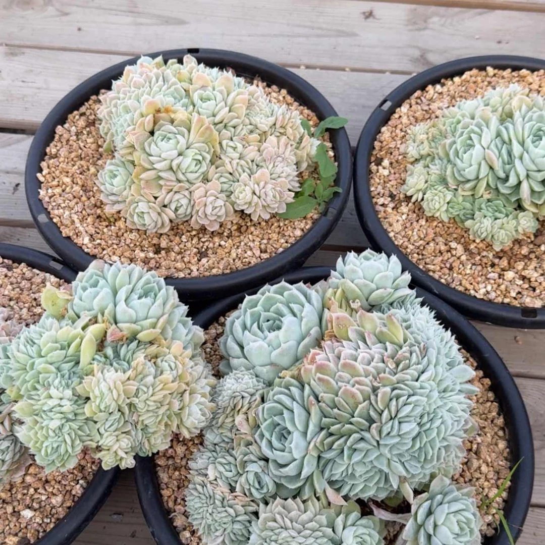 【闪购商品】白月影缀化