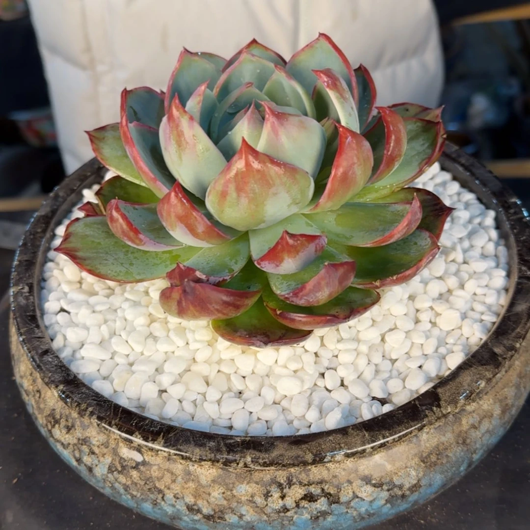 【闪购商品】超大惊鸿仙子
