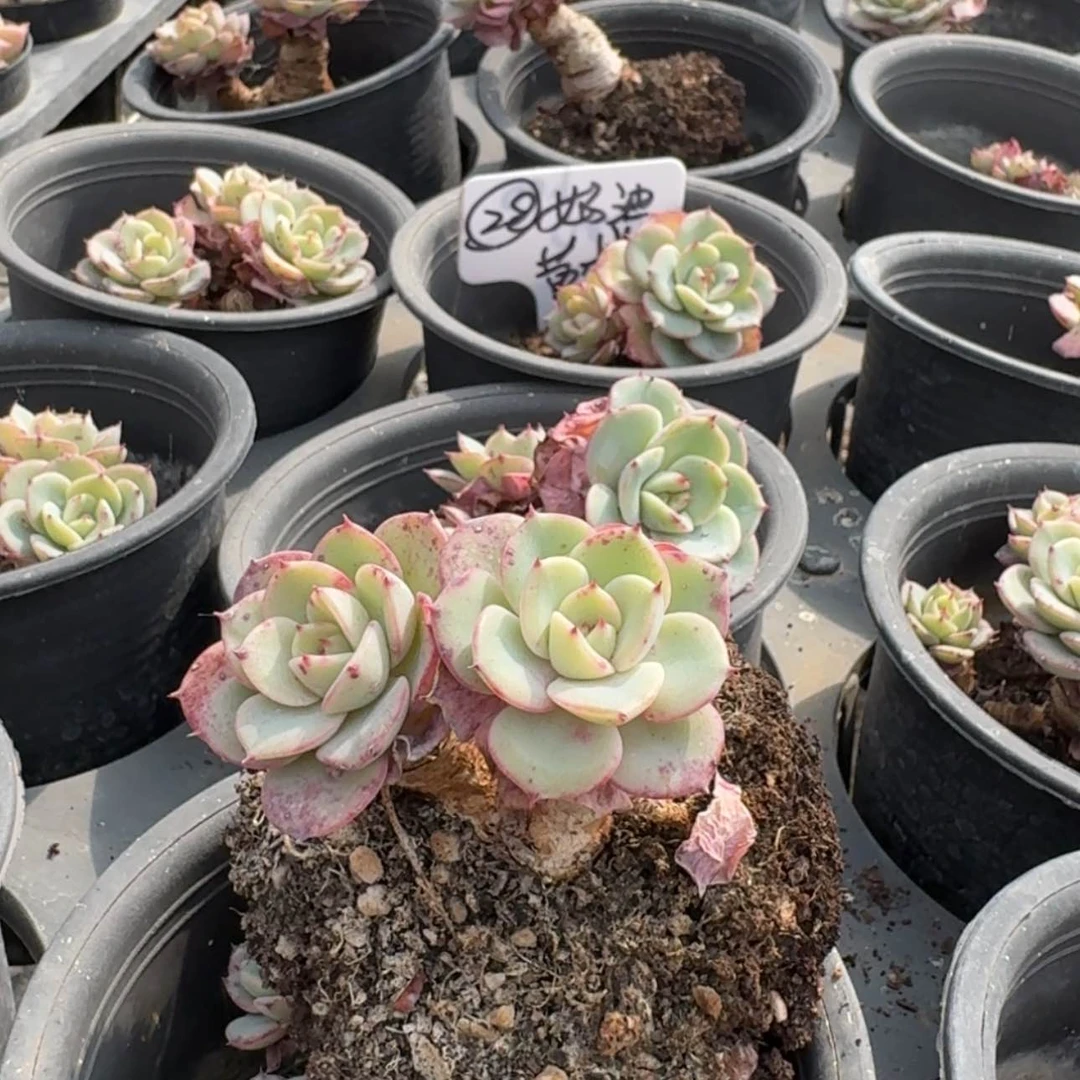 【闪购商品】28号奶油黄桃