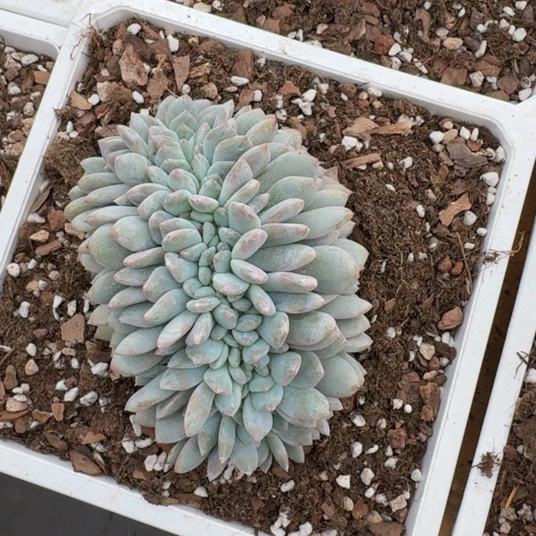 【闪购商品】星影缀化
