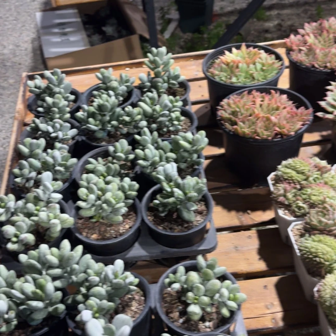 【闪购商品】乒乓福娘豹纹锦