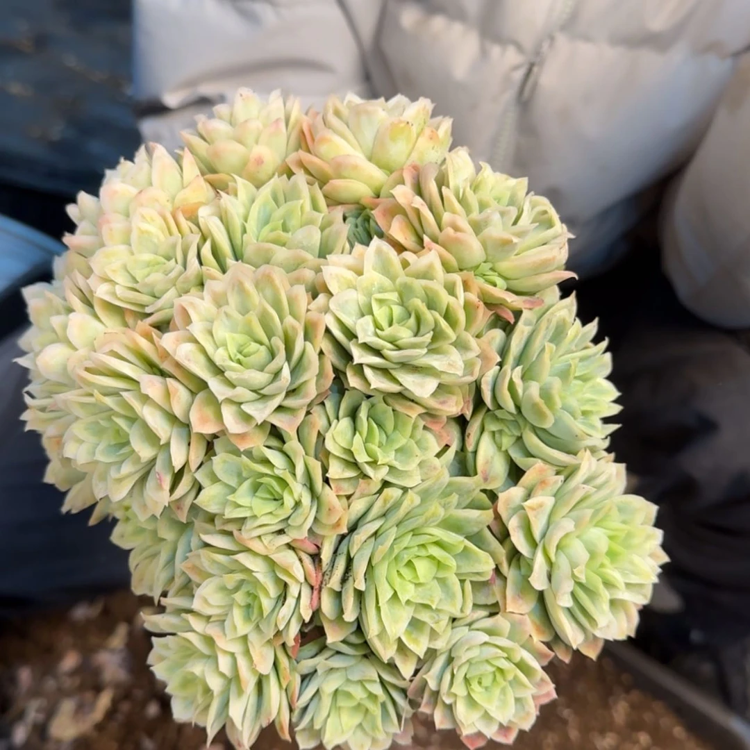 【闪购商品】女王玫瑰锦