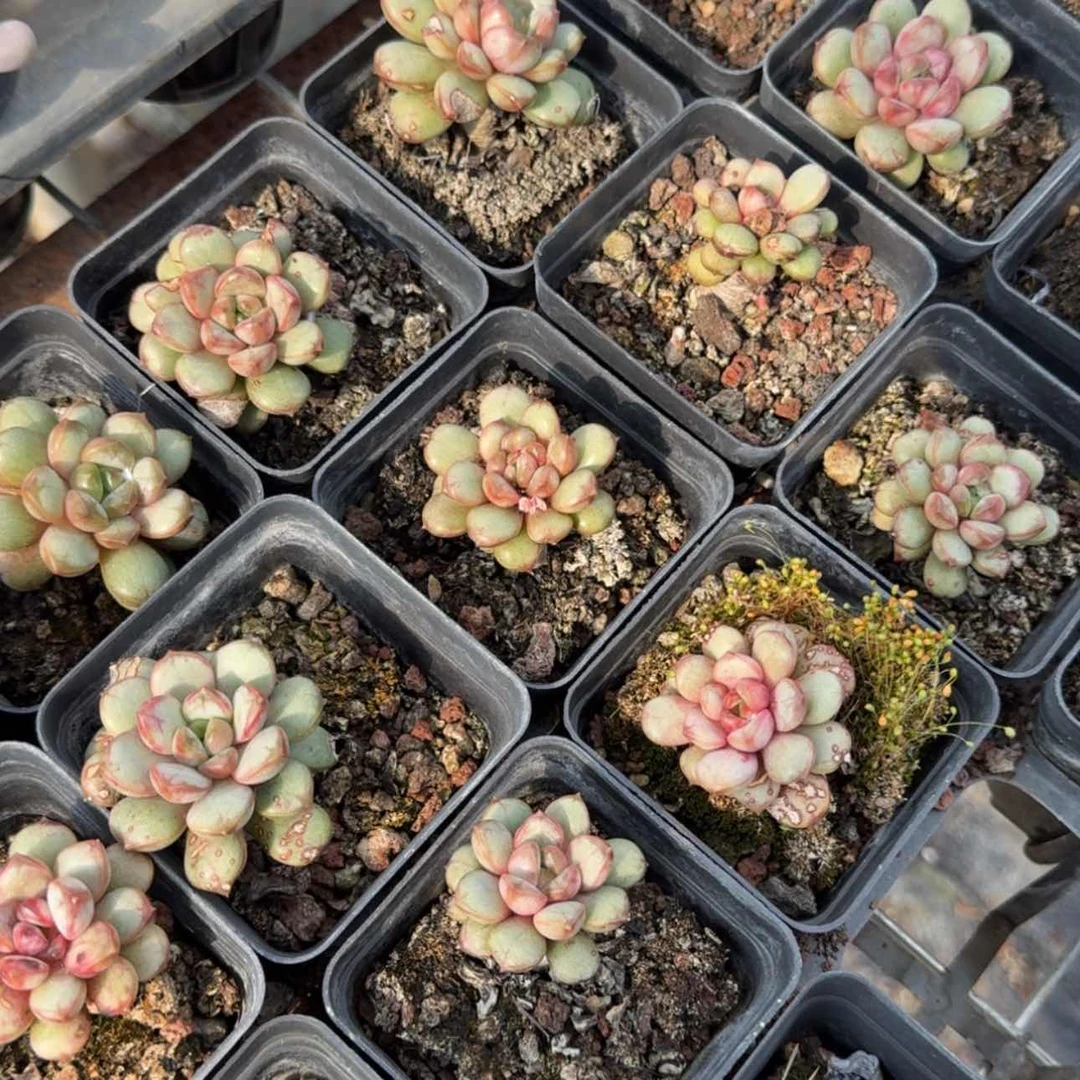 【闪购商品】2号葡萄