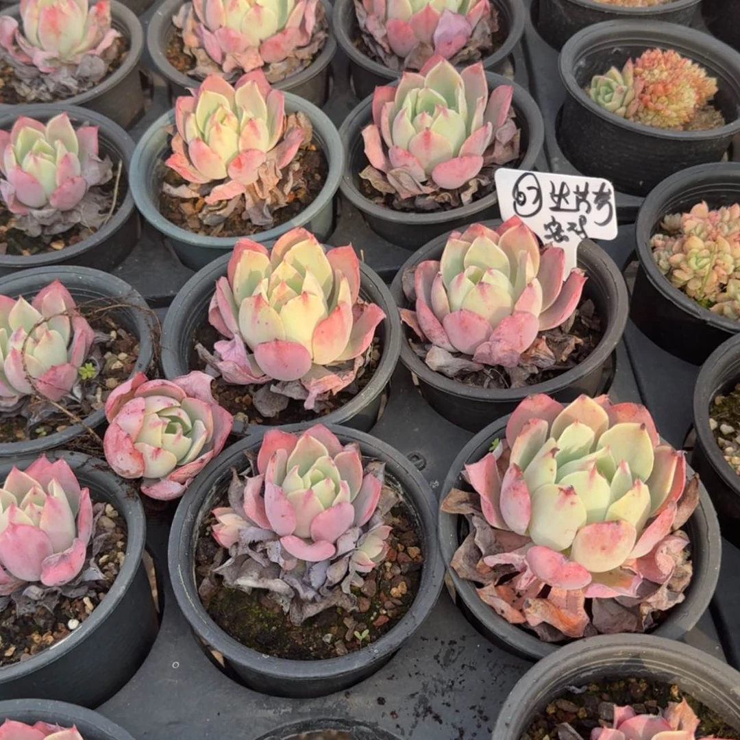 【闪购商品】67号达芬奇密码