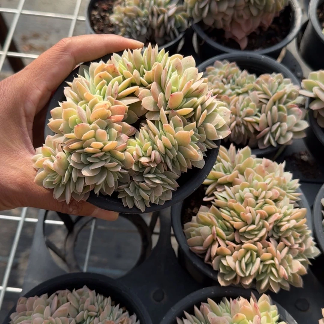 【闪购商品】10号多明哥缀化