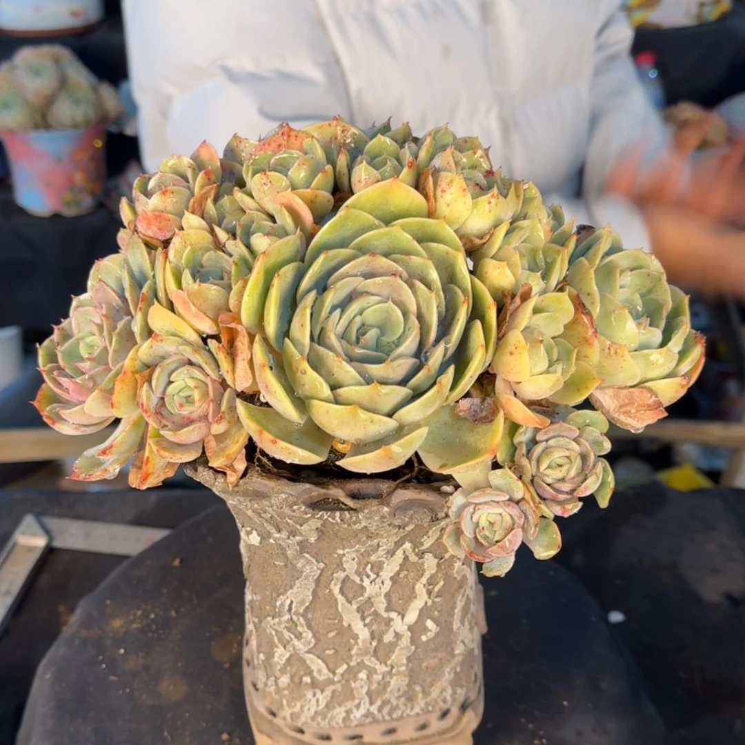 【闪购商品】蓝色苍鹭