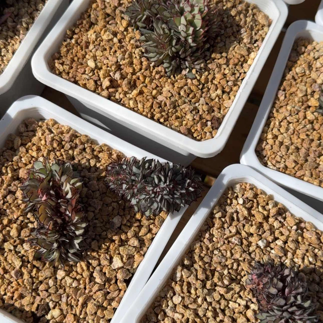 【闪购商品】剑斯诺娃缀化多肉