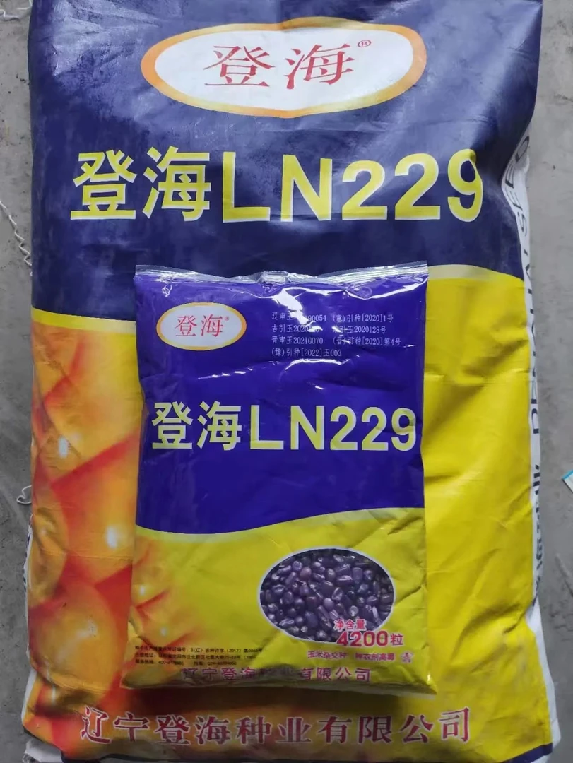 LN229玉米良种红轴细轴容重高抗旱抗倒抗青枯抗锈病