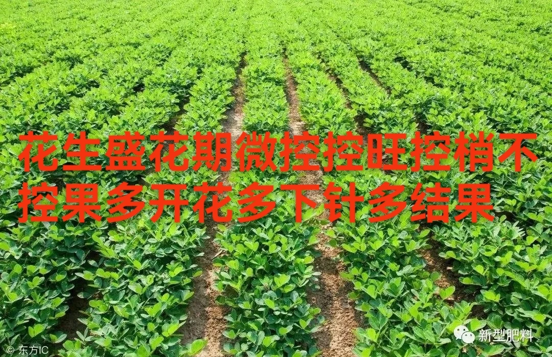 调环酸钙加白胖墩组合叶面肥花生盛花期控苗不控果多开花多下针