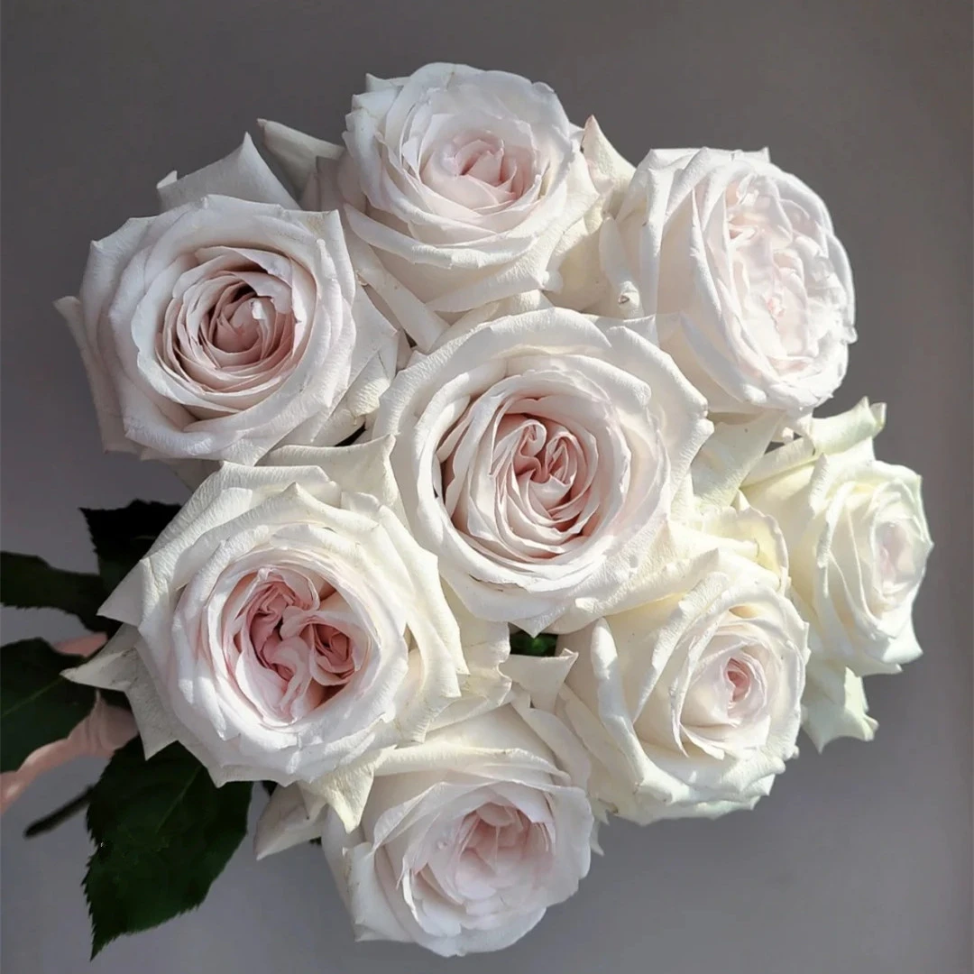 【玫瑰花 伊丽莎白】一单中通 同地址两单 顺丰或德邦发货