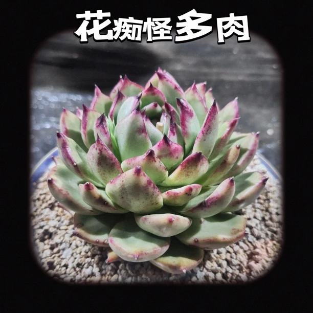 花痴怪的一物一拍 精品多肉基地直发