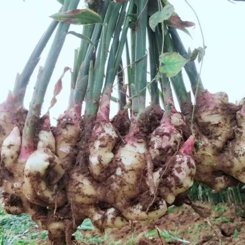 广西老风姜月子姜月婆姜 现挖老风姜