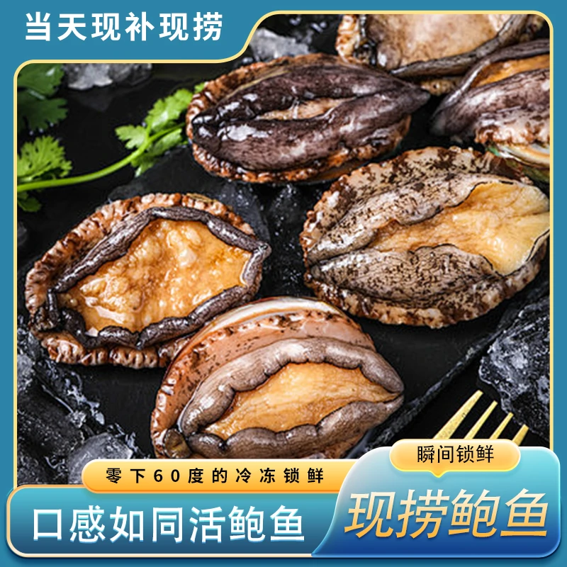 5头规格的东山岛鲍鱼8-8.5cm到手共10只海鲜水产活鲍速冻带礼盒