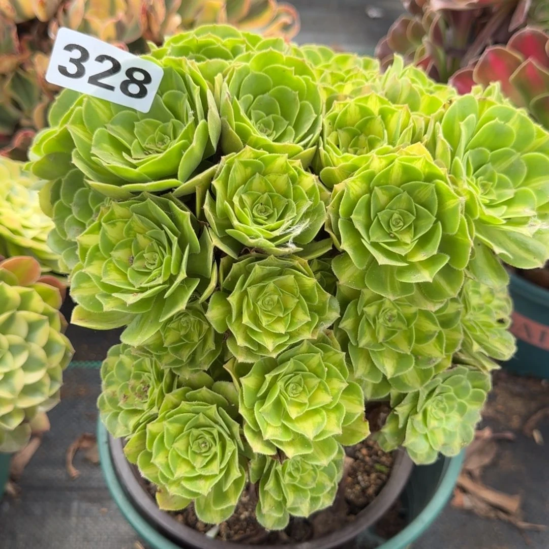 328翡翠琉璃多肉676494