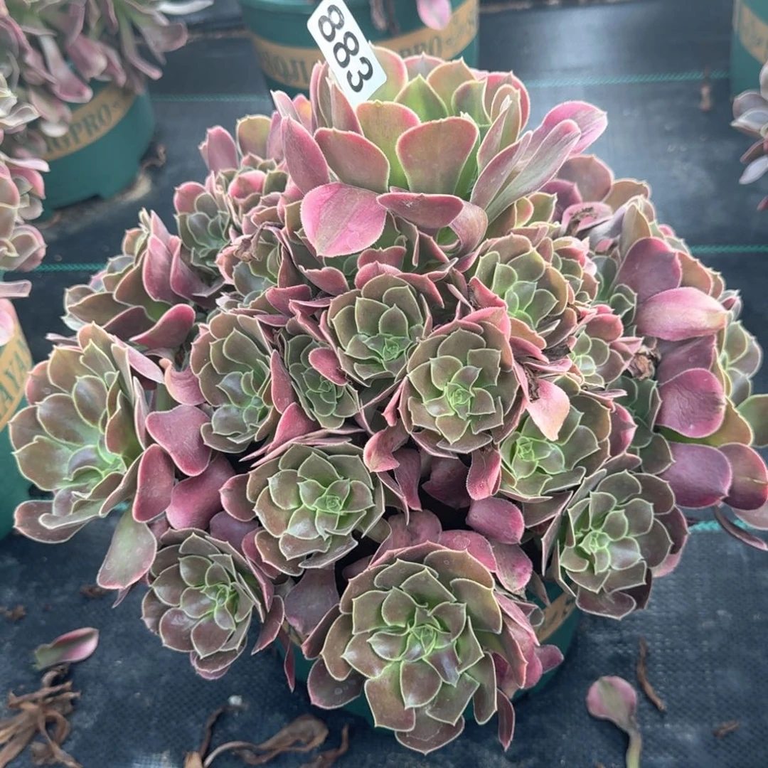 883香妃多肉植物