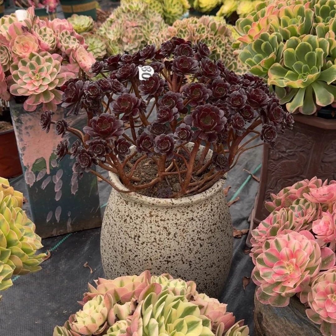 开**豫980黑珍珠多肉植物