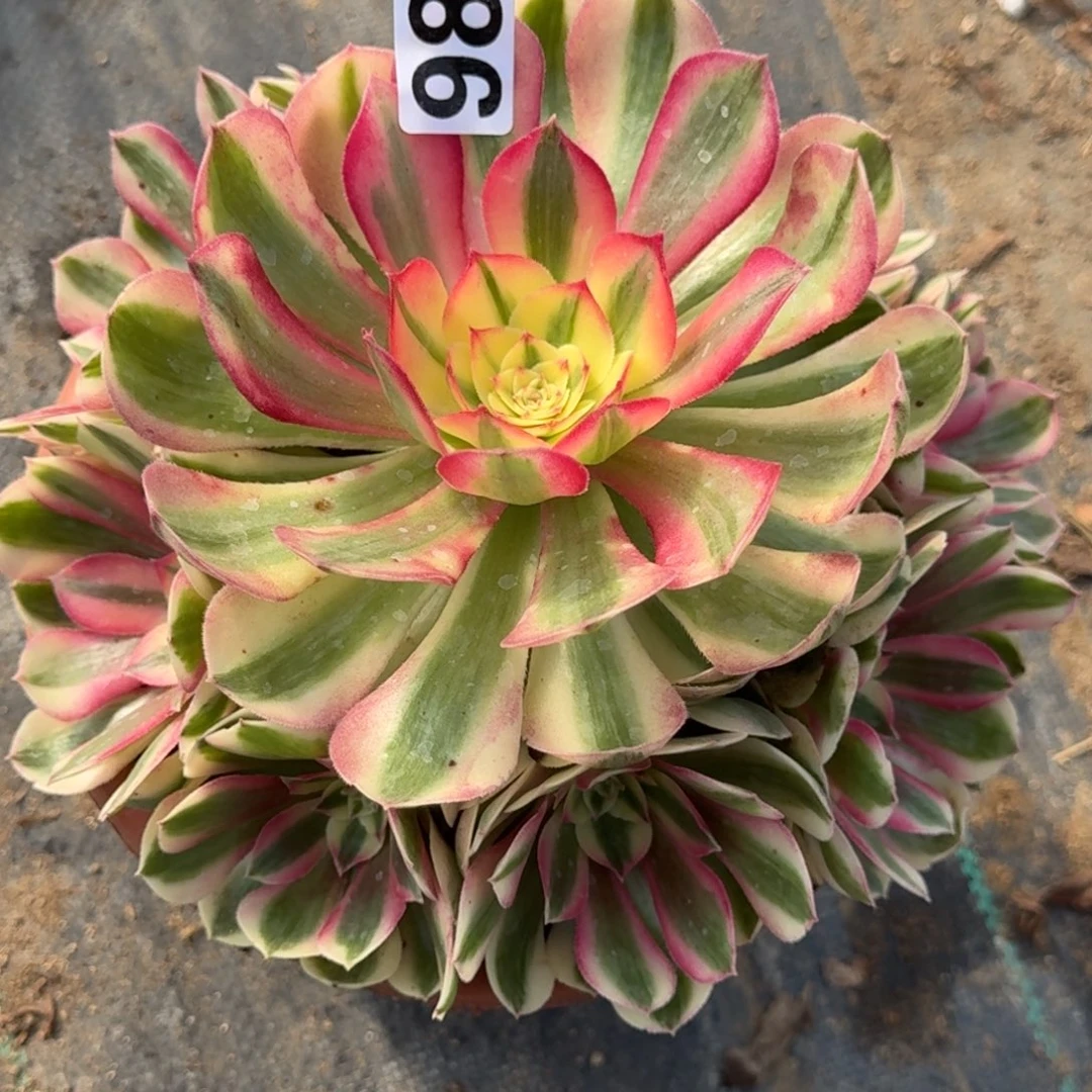 086倾城多肉植物