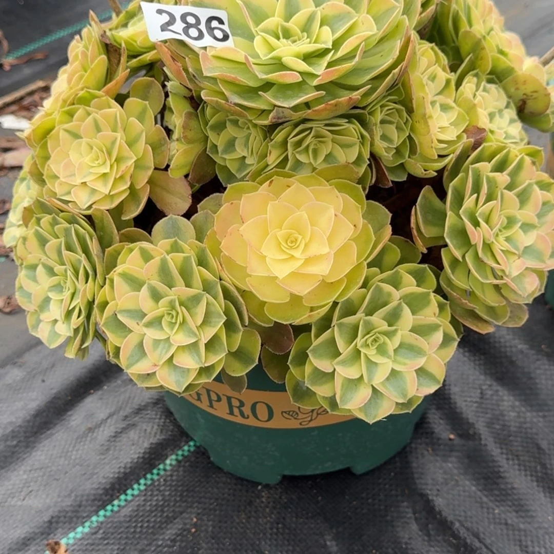 286雨荷多肉植物