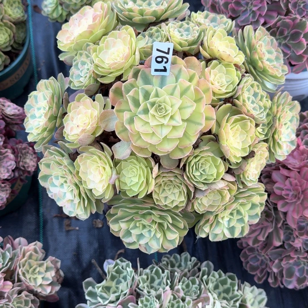 761大雨荷多肉植物