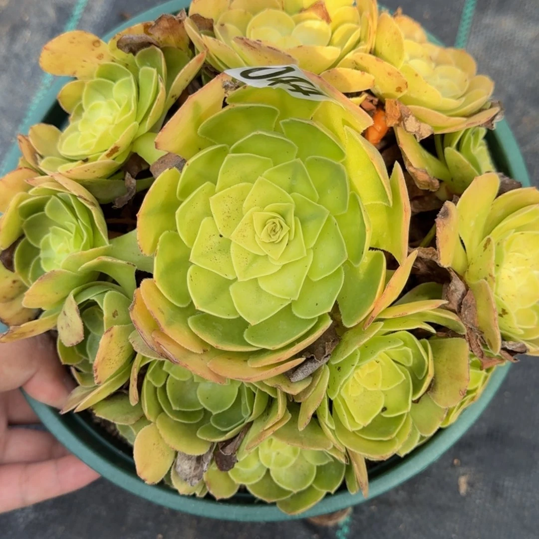 044雨荷多肉植物