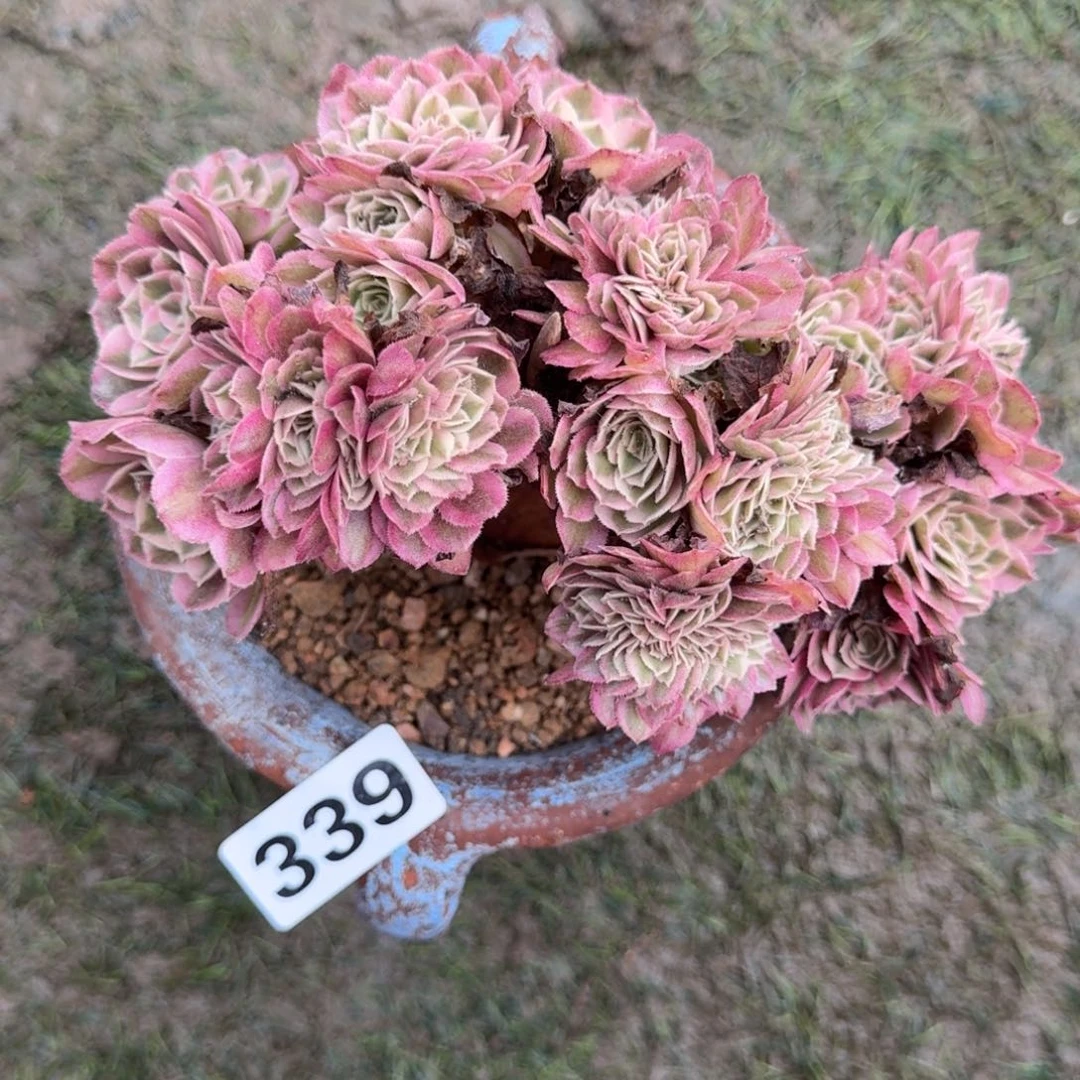 339荔枝坠多肉346494