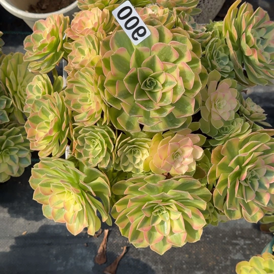 009大雨荷多肉植物