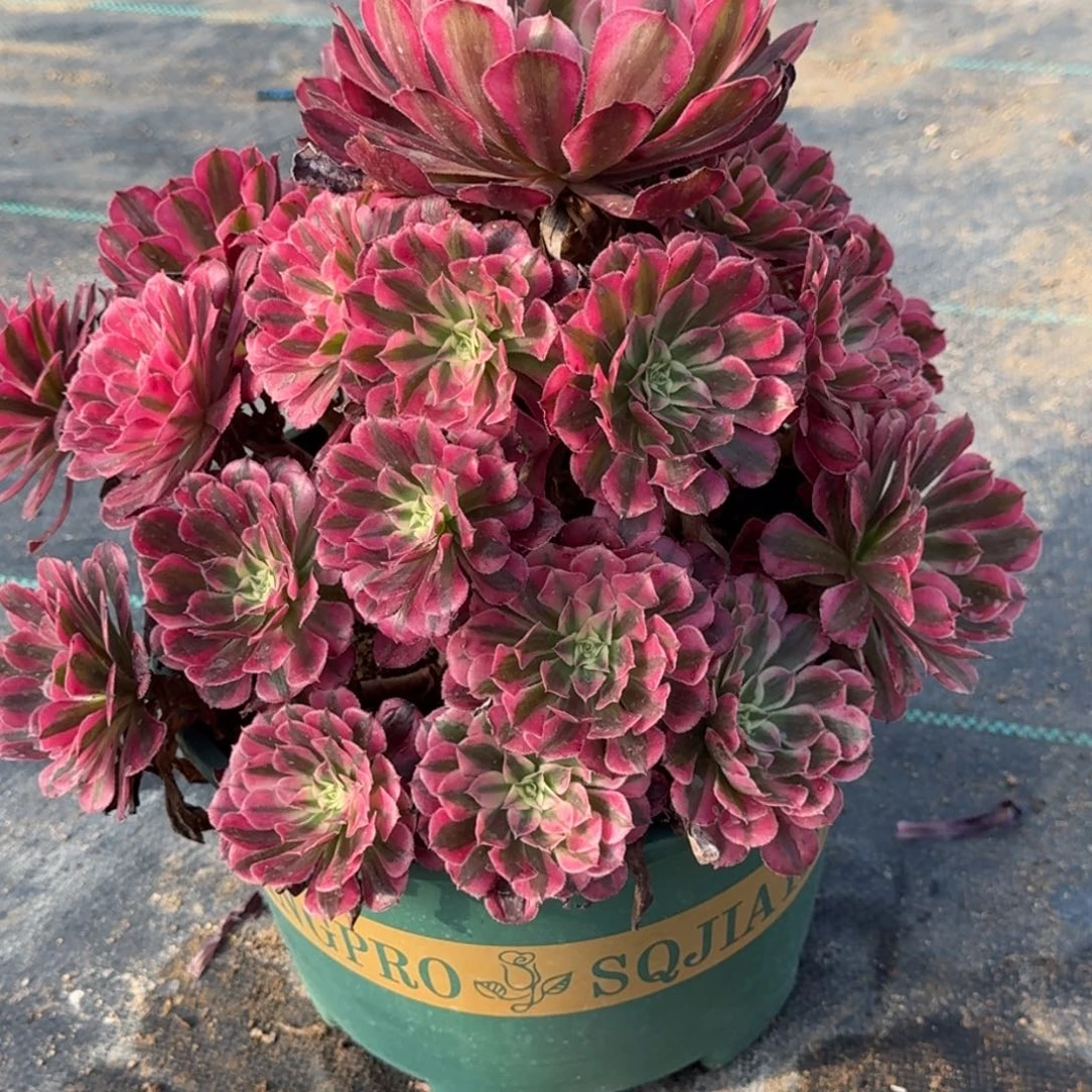 ?**?952红白多肉植物