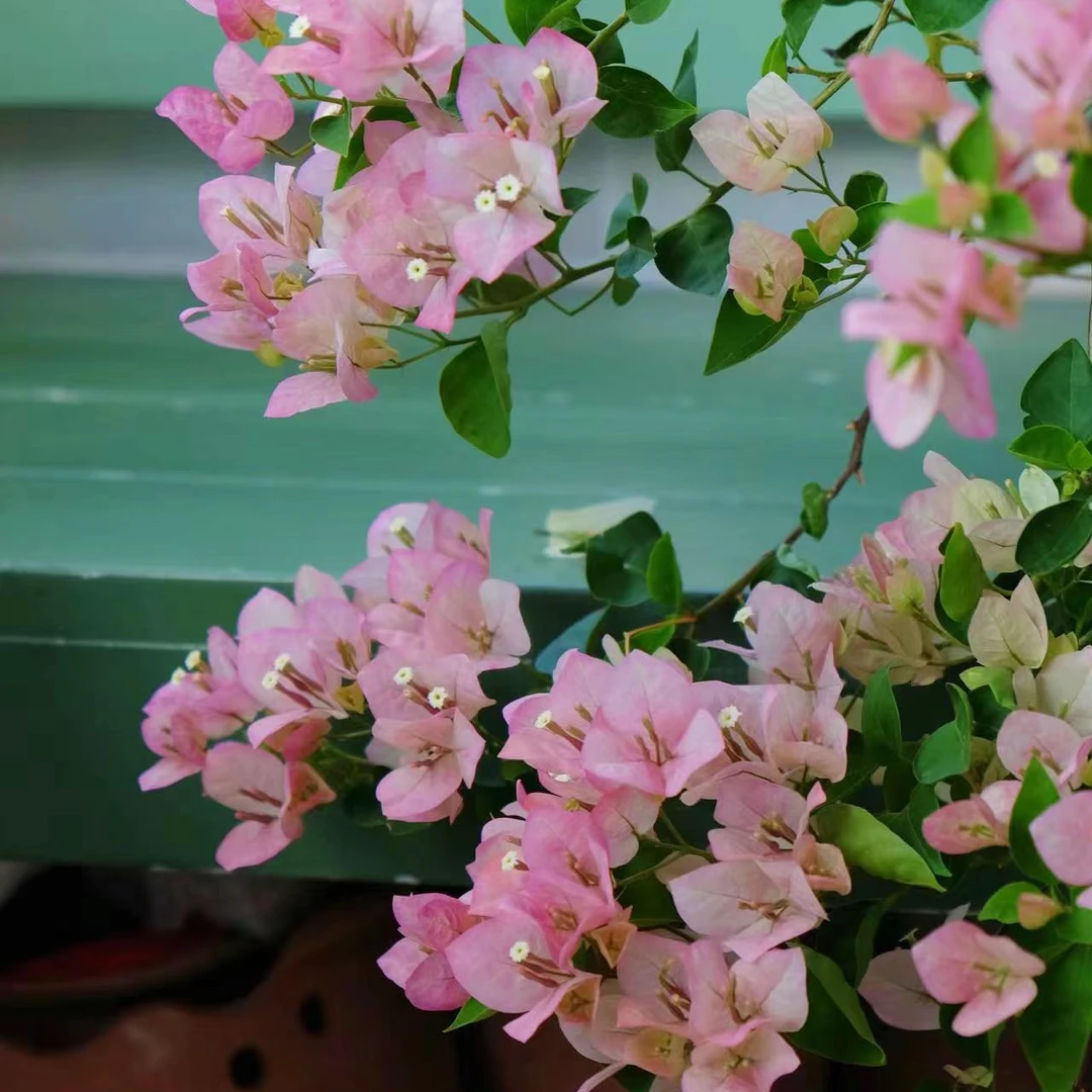 【五宝】三角梅原生袋苗包对版