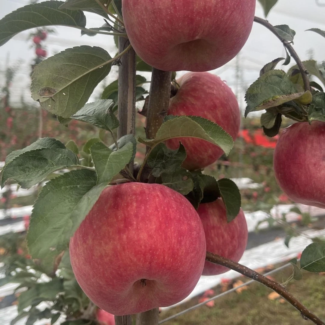 陕西正宗秦脆苹果净重10斤装脆甜多汁新鲜皮溥新品种