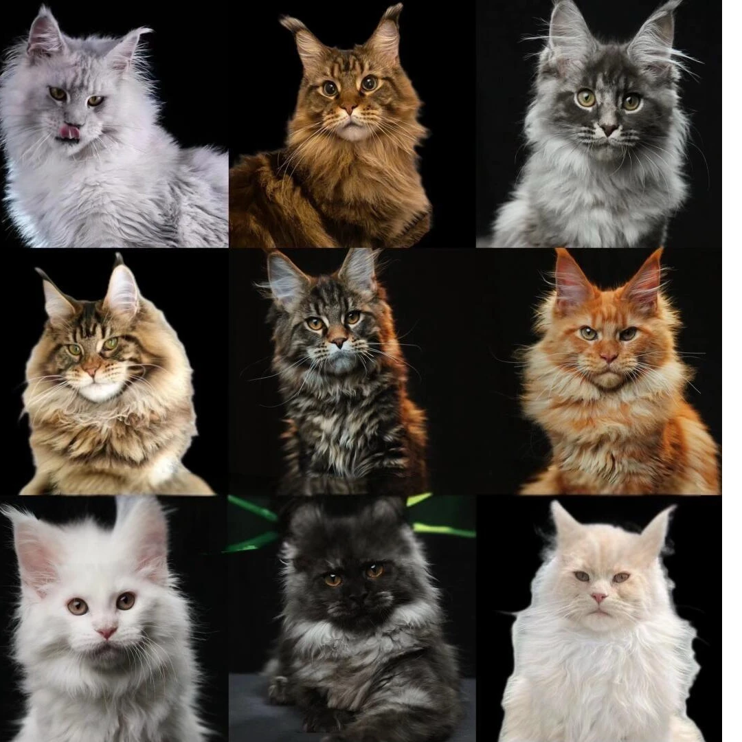 3号宠业宠物相册