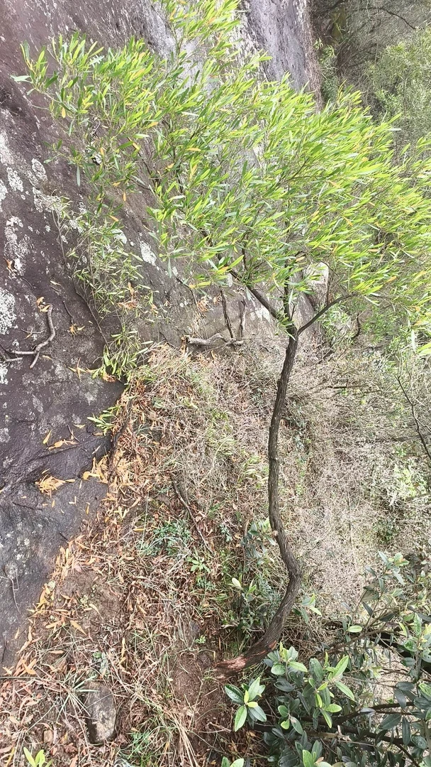 海岛高山相思树一物一拍