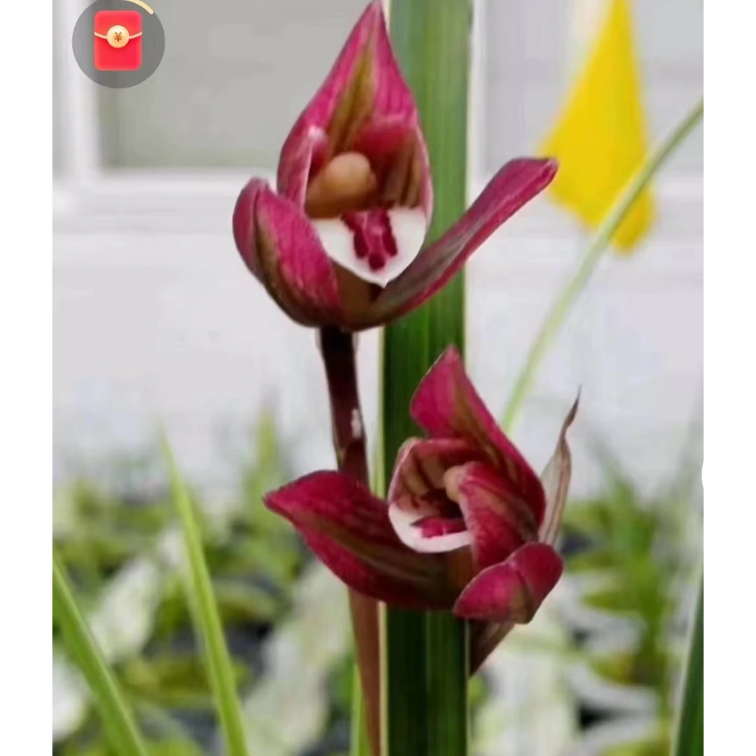 无品牌周花花兰花 寄养 发货链接专用  春剑四季兰莲瓣兰  勿拍