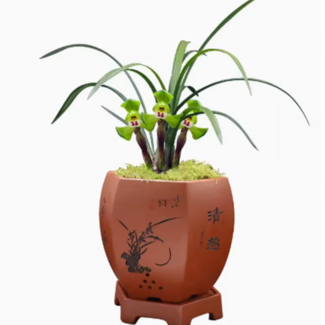 春兰大富贵荷瓣名品兰花带花苞矮种植物阳台室内盆栽兰草苗国兰