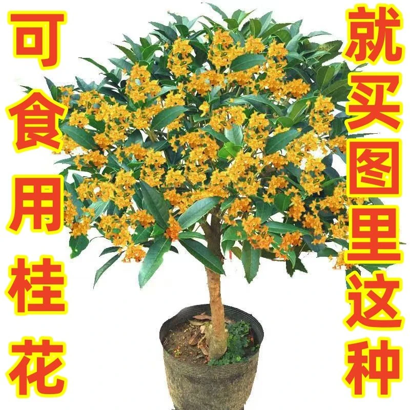 【桂花】四季桂浓香花卉庭院金丹天香台阁地盆栽