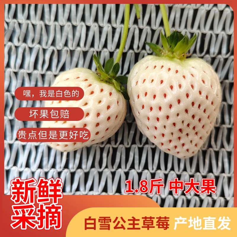 西禾草莓 白雪公主 中大果 1.8斤 新鲜