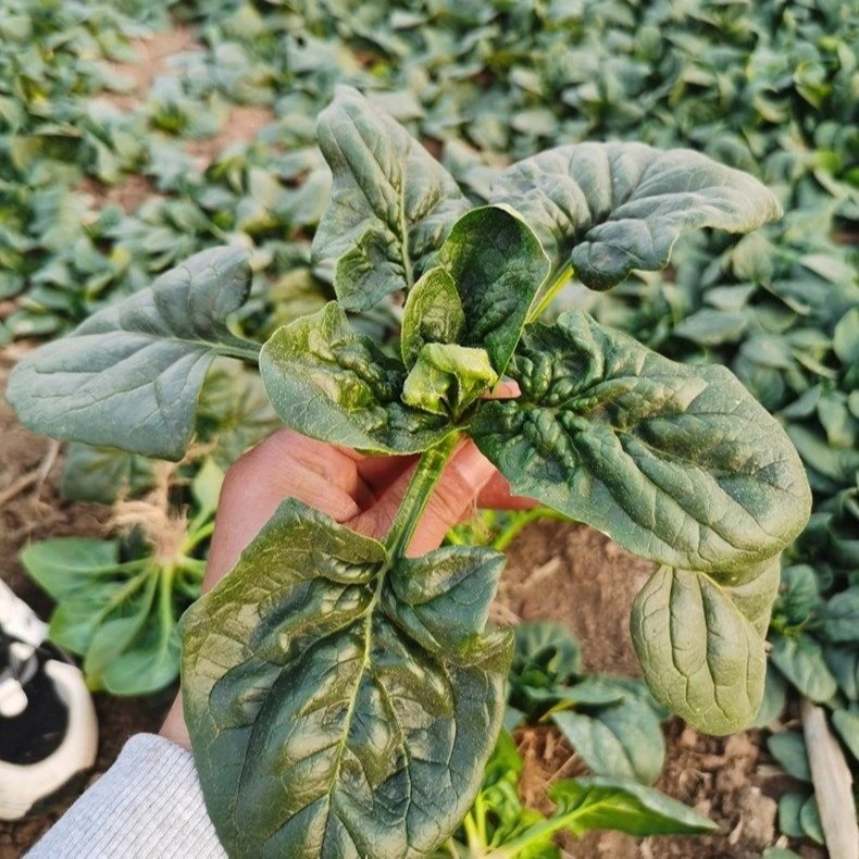 【元哥.专属】菠菜新鲜现挖3斤/5斤大叶菠菜农家自种蔬菜菠菜青菜