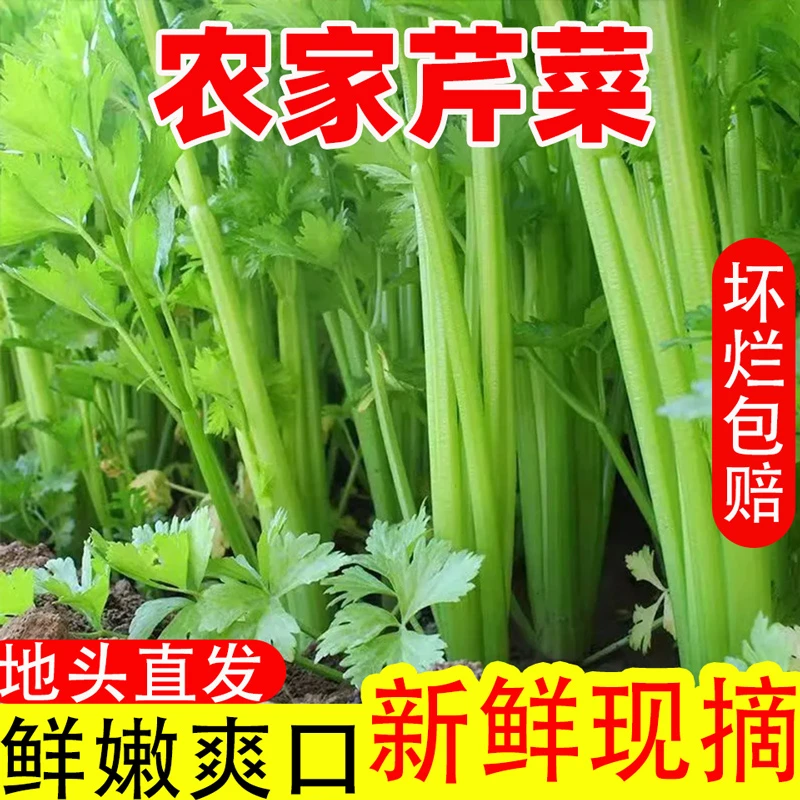 【杨哥哥】河南现挖带叶芹菜5斤本地芹菜榨汁蔬菜露天新鲜蔬菜