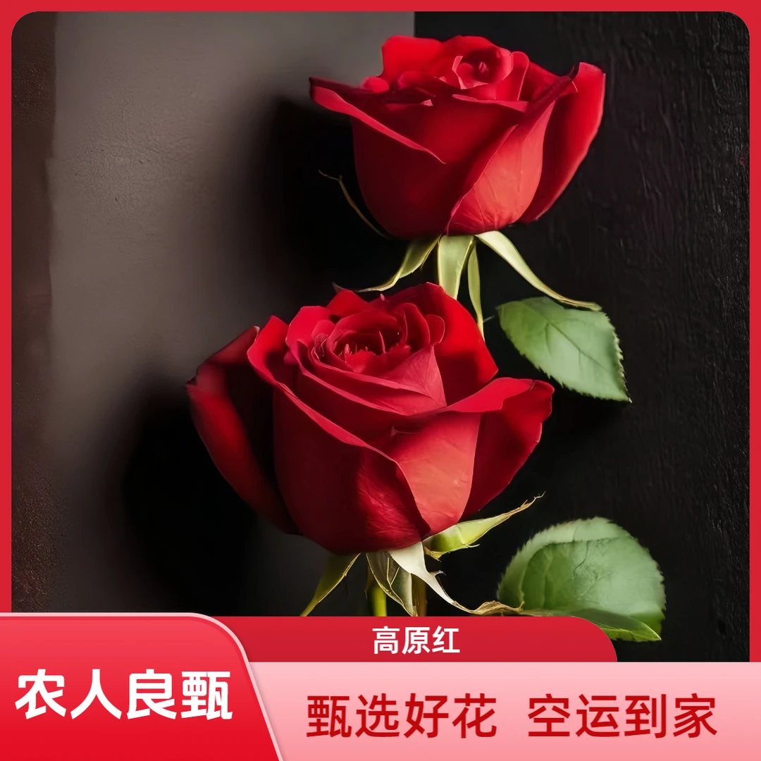 【高原红 玫瑰】鲜切花 A+级品质家庭插花 云南直发 空运到家