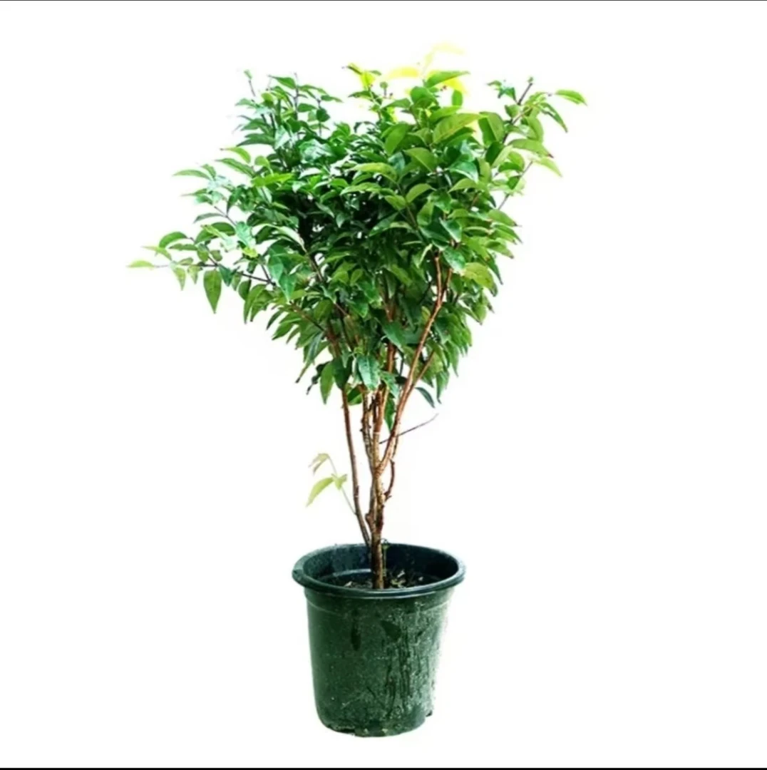 【顺丰包邮】沙巴【一物一拍】盆栽地栽绿化种植